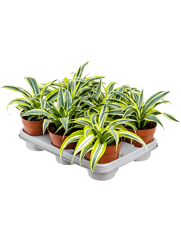 Драцена Fragrans 'Surprise' 8/tray  H25×W20 D12×10 см 