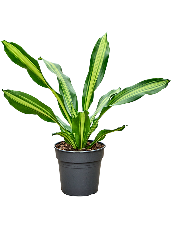 Драцена Fragrans 'Burley'  H80×W50 D24×23 см 