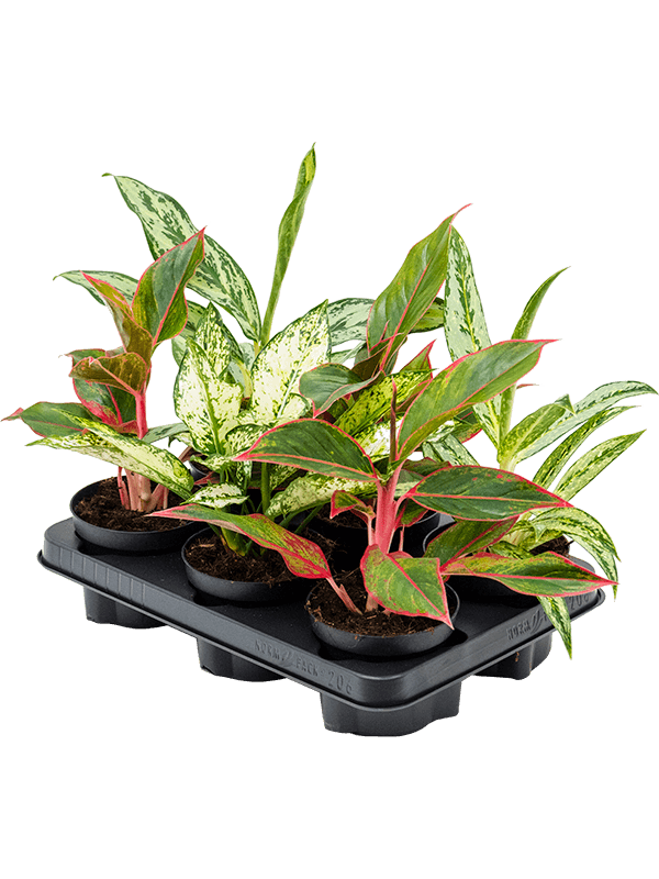 Аглаонема Mix 6/tray  H40×W30 D12×9 см 
