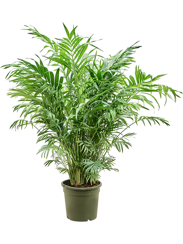 Хамедорея Elegans  H70×W50 D23×21 см 