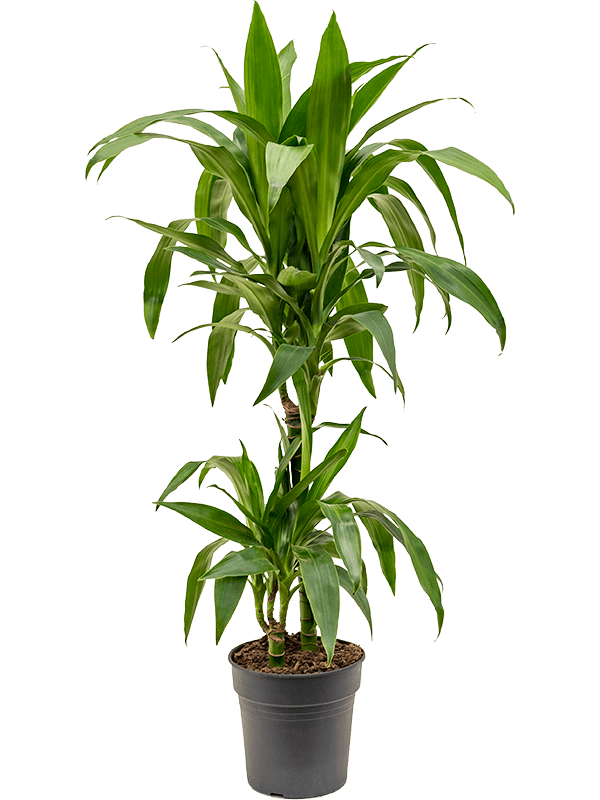 Драцена Fragrans 'Janet Craig'  H90×W30 D19×18 см 