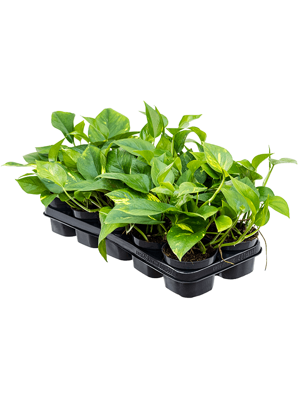 '' Сциндапсус Золотистый Эпипремнум 10/tray  H25×W25 D12×10 см 