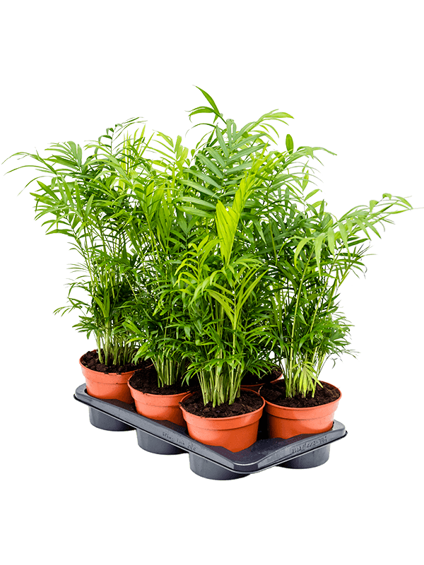 Хамедорея Elegans 6/tray  H55×W30 D17×14 см 
