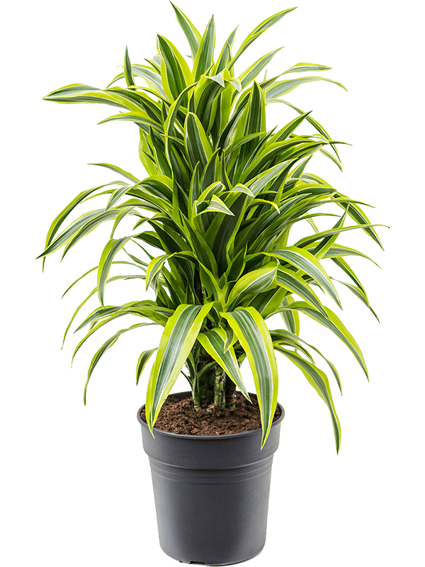 Драцена Fragrans 'Lemon Lime'  H90×W40 D24×23 см 