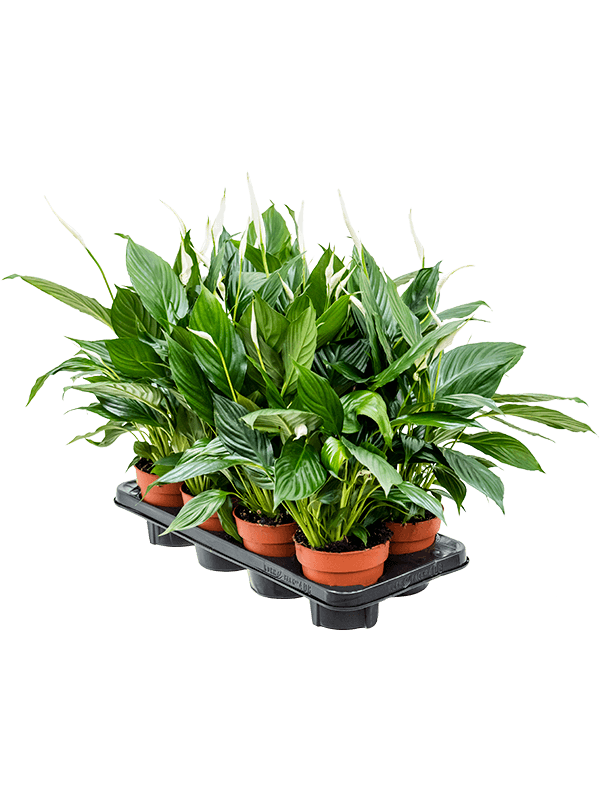 Спатифиллум 'Sweet Chico' 8/tray  H55×W30 D13×12 см 