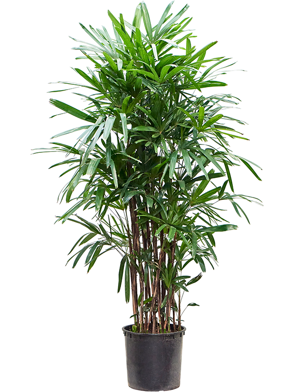 Рапис Excelsa 170-210  H190×W80 D35×32 см 