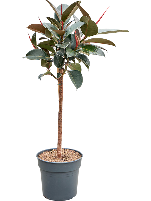 Фикус Elastica 'Abidjan'  H130×W70 D30×27 см 
