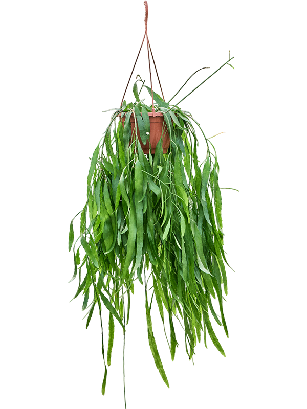 Рипсалис Ramulosa 'Red Coral'  H50×W35 D21×14 см 