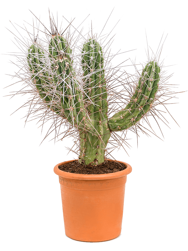 Стетсония Coryne  H90×W45 D25×22 см 