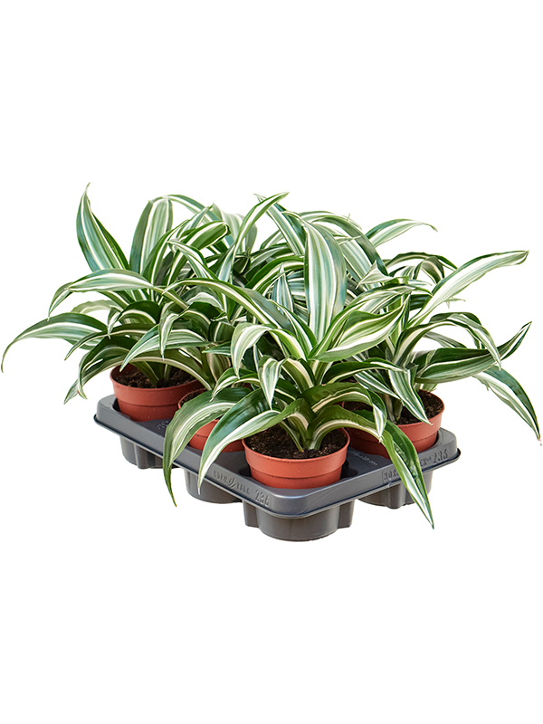 Драцена Fragrans 'Jade Jewel' 8/tray  H25×W25 D12×10 см 