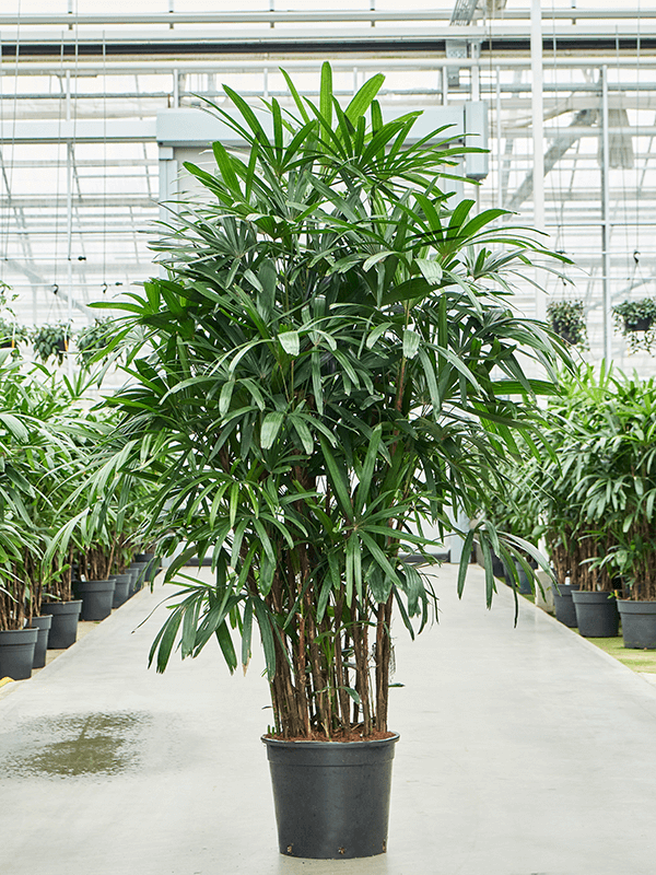 Рапис Excelsa  H230×W110 D40×36 см 