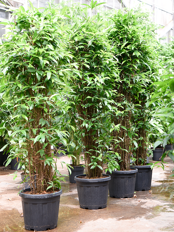 Драцена Surculosa 200-250  H225×W70 D40×32 см 