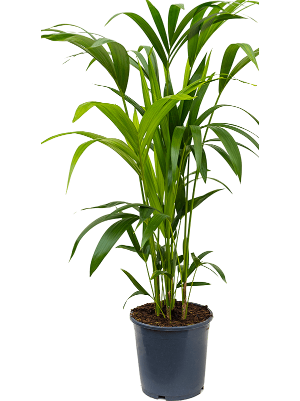 Кентия Howea Форстериана  H100×W50 D21×19 см 