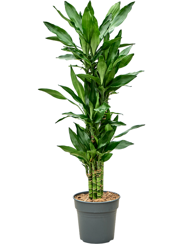 Драцена Fragrans 'Burundii'  H100×W50 D21×20 см 