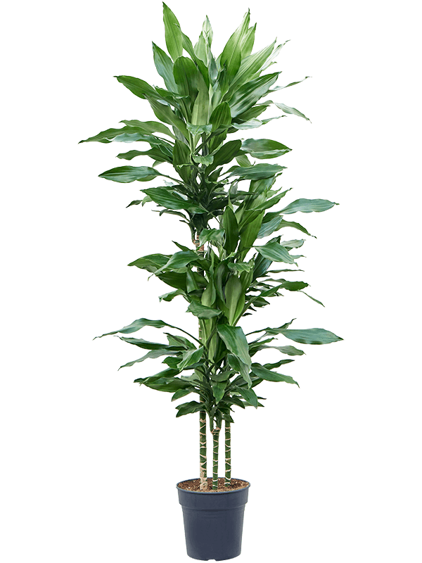 Драцена Fragrans 'Burundii'  H150×W45 D24×23 см 