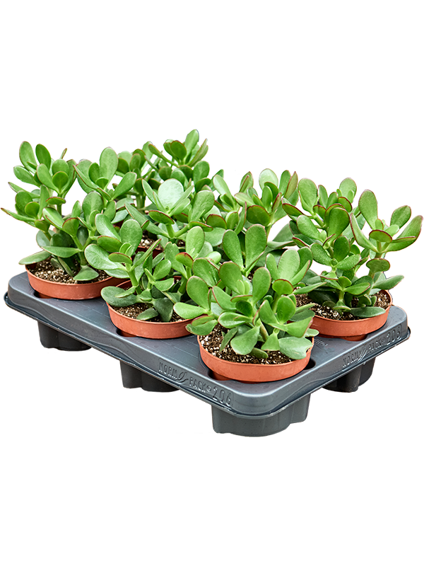 Крассула Яйцевидный 6/tray  H20×W15 D12×11 см 