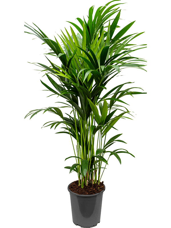 Кентия Howea Форстериана  H150×W60 D27×26 см 