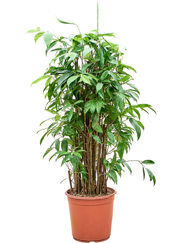 Драцена Surculosa 90-120  H90×W50 D24×23 см 