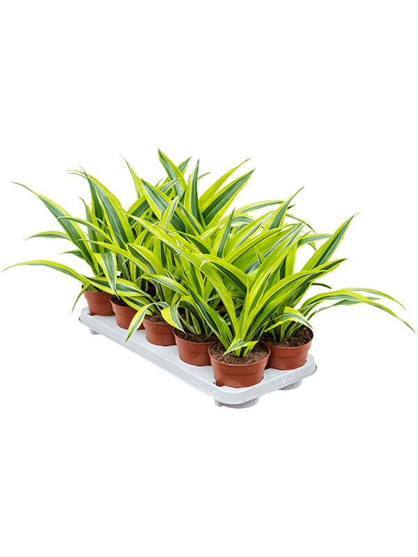 Драцена Fragrans 'Lemon Lime' 10/tray  H27×W25 D12×10 см 