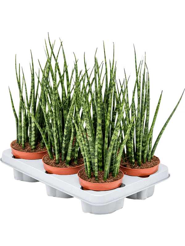 Сансевиерия Cylindrica 'Fernwood Mikado' 6/tray  H40×W20 D12×9 см 