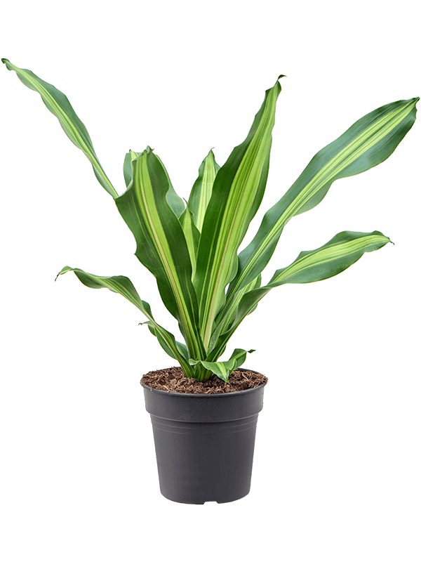 Драцена Fragrans 'Burley'  H60×W40 D19×17 см 
