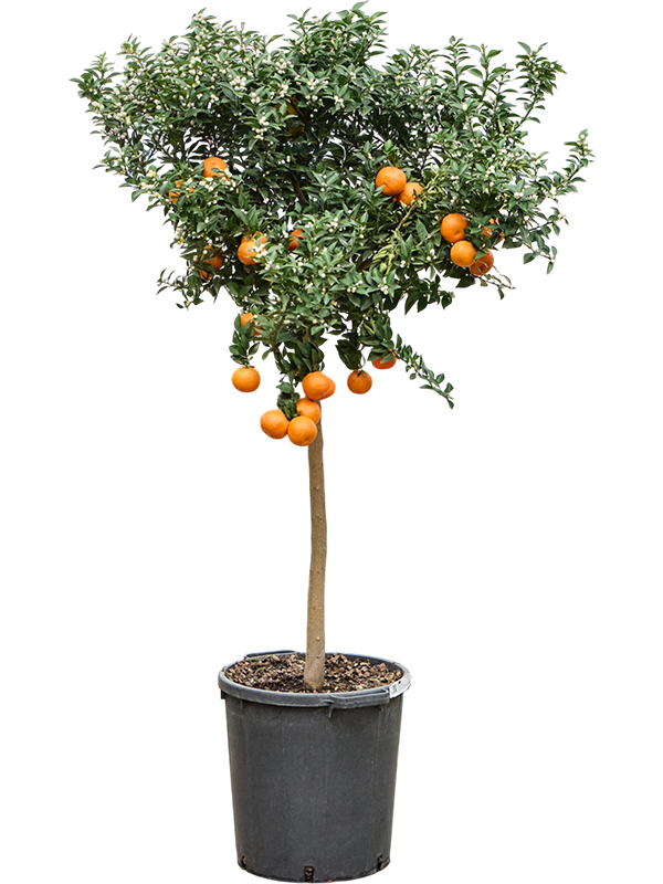 Цитрус Оранжевый 'Chinotto'  H160×W60 D38×37 см 