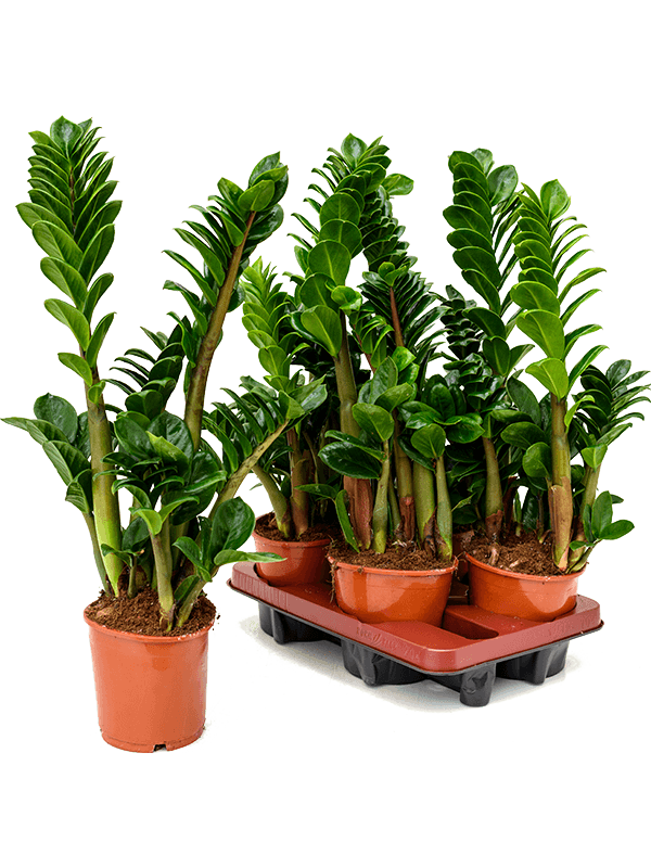 Замиокулькас Замиевиднолистный 'Zenzi' 4/tray  H35×W20 D14×13 см 