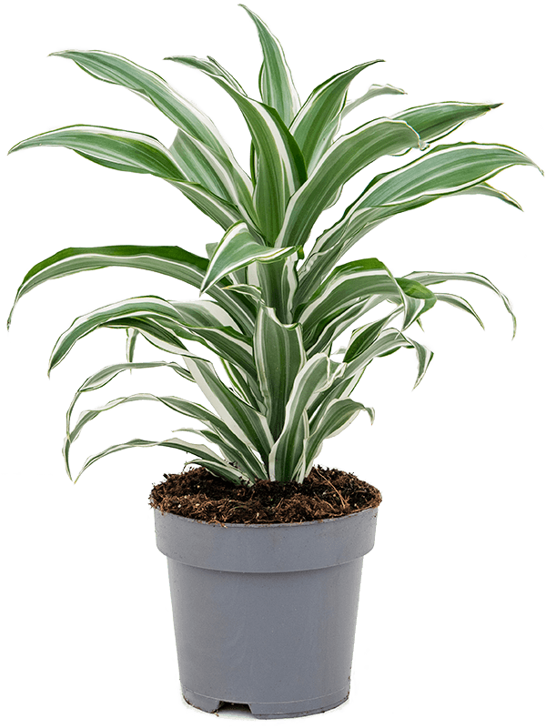 Драцена Fragrans 'White Jewel'  H40×W30 D17×15 см 