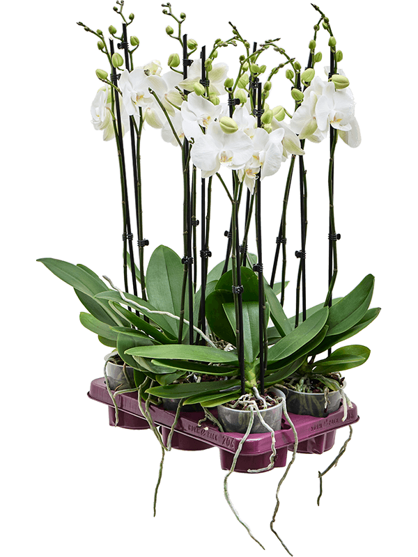 Фаленопсис 'Krystina' 6/tray  H65×W25 D12×11 см 