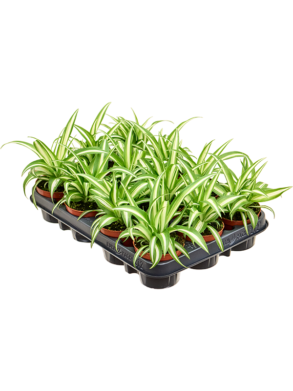 '' Хлорофитум Пучковидный Пёстролистный 12/tray  H17×W11 D9×8 см 