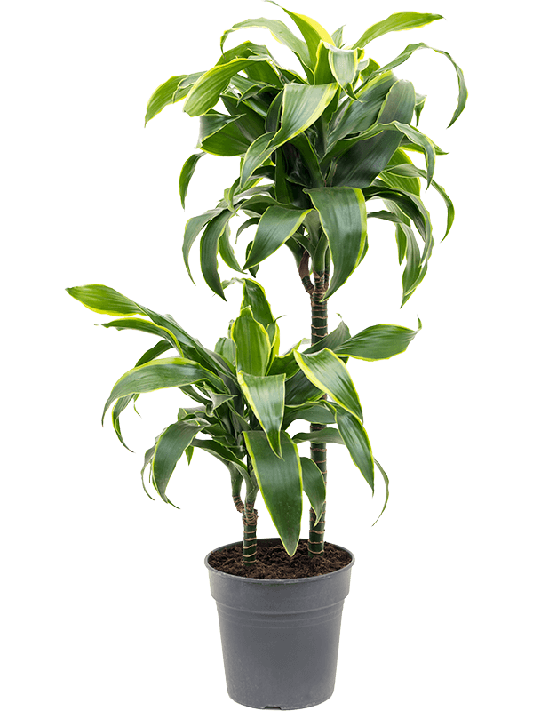 Драцена Fragrans 'Dorado'  H80×W25 D19×18 см 