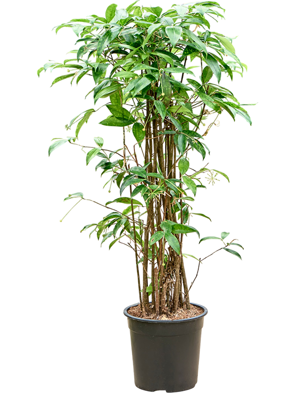 Драцена Surculosa 120-150  H120×W55 D27×25 см 