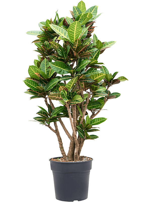 Кротон Пёстролистный Кодиеум 'Petra'  H150×W60 D30×27 см 