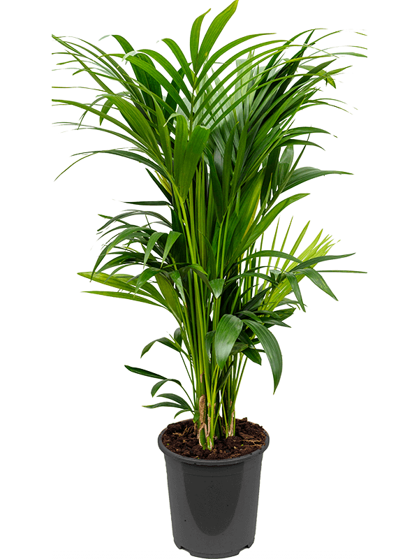 Кентия Howea Форстериана  H120×W60 D27×26 см 