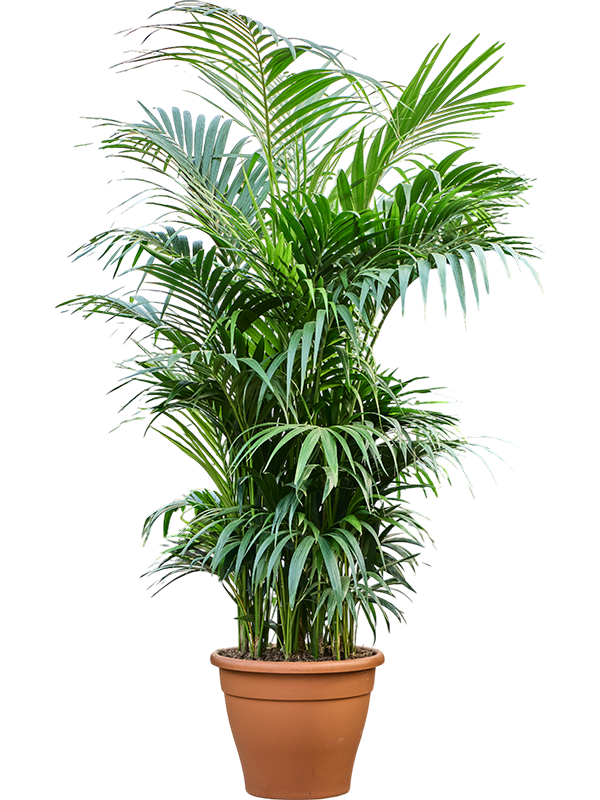 Кентия Howea Форстериана  H260×W80 D60×48 см 