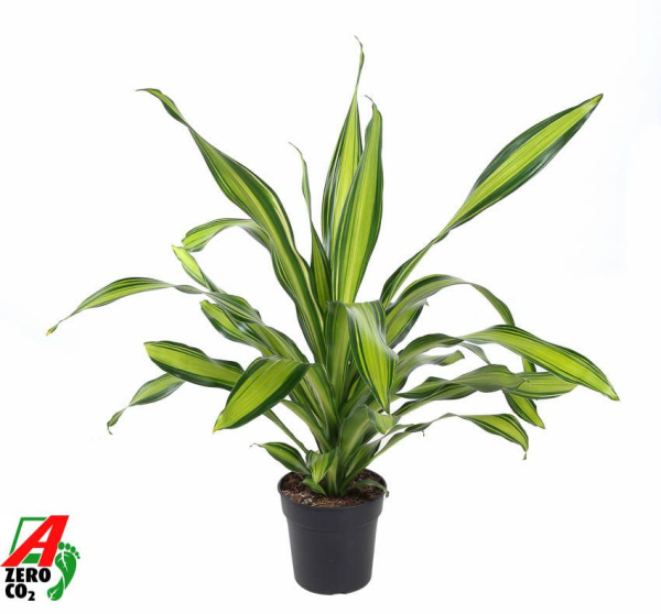 Драцена Fragrans 'Charley'  H80 D24 см 