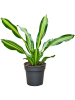 Драцена Fragrans 'Burley'  H80×W50 D24×23 см 