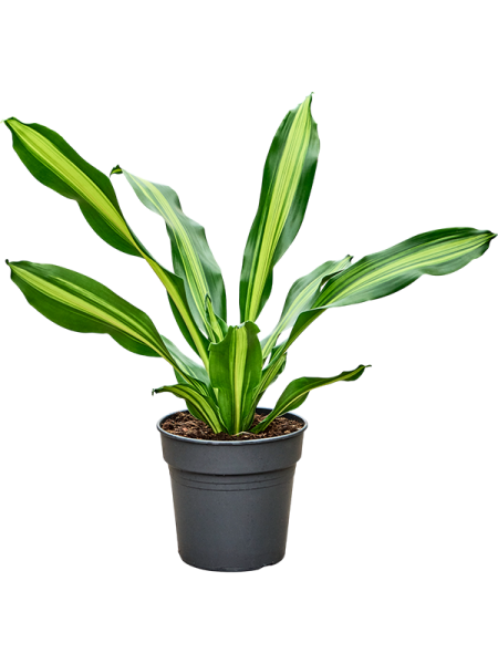 Драцена Fragrans 'Burley'  H80×W50 D24×23 см 