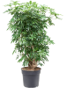 Шеффлера Arboricola 'Compacta'  H130×W90 D34×30 см 