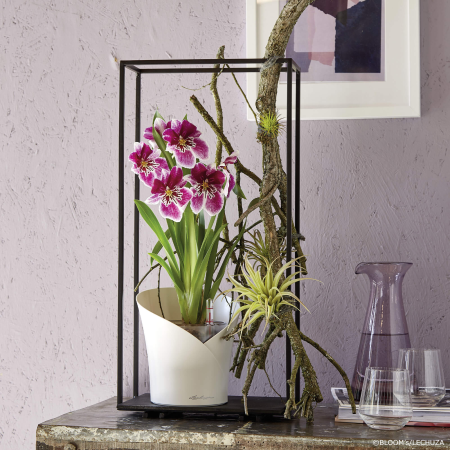 ORCHIDEA
