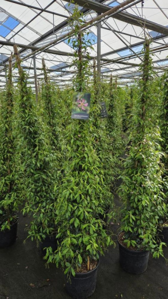 Трахелоспермум Jasminoides 'Star Of Toscane'  H200 D40 см 