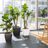 QUADRO LS