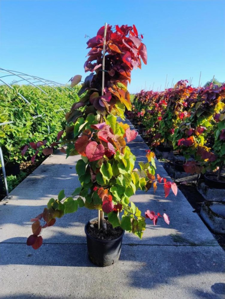 Cercis Canadensis 'Eternal Flame'  H200 D40 см 