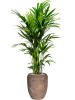 Кентия Howea Форстериана  H150×W60 D27×26 см 