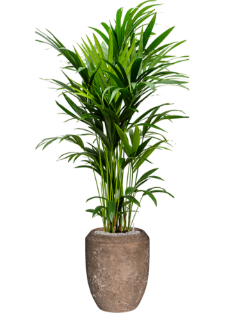 Кентия Howea Форстериана  H150×W60 D27×26 см 