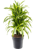 Драцена Fragrans 'Lemon Lime'  H90×W40 D24×23 см 