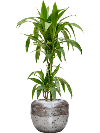 Драцена Fragrans 'Janet Craig'  H90×W30 D19×18 см 