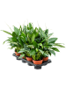 Спатифиллум 'Sweet Chico' 8/tray  H55×W30 D13×12 см 