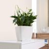 QUADRO LS