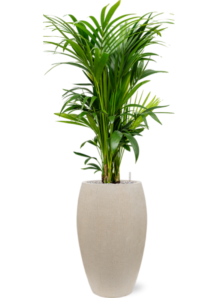 Кентия Howea Форстериана  H120×W60 D27×26 см 